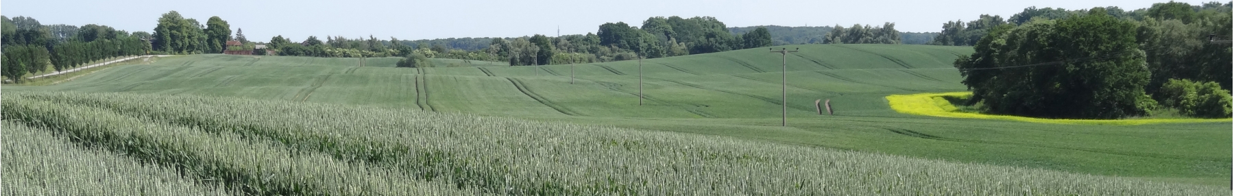 Header_Landschaft_Weizen_MV_Söll